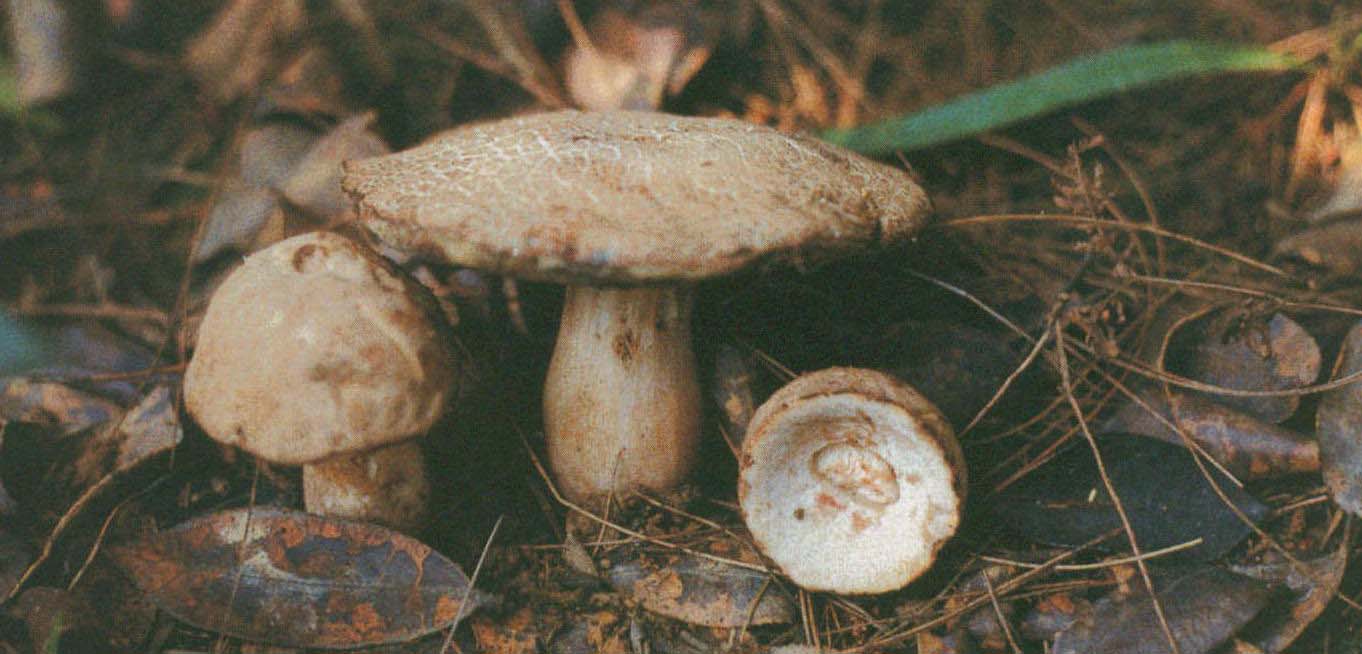 Xerocomus rugosellus (Chiu)Tai